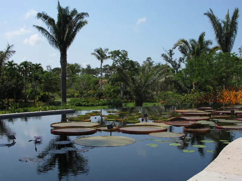 Water lily pool in the Brazilian garden at Naples Botanical Garden, Naples, Florida